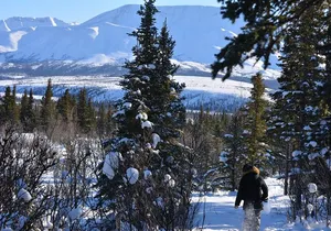 10 Hours Denali Winter Drive in Alaska