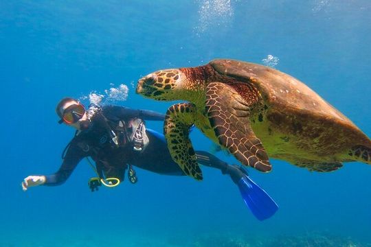 Beginner Scuba Dive in Lahaina: Swimming Required