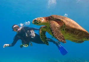 Beginner Scuba Dive in Lahaina: Swimming Required
