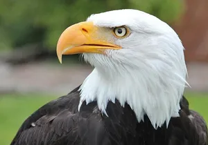 PREMIUM Sitka Scenic Tour