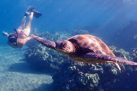 Snorkeling for Non-Swimmers Guided Tour - Wailea Beach