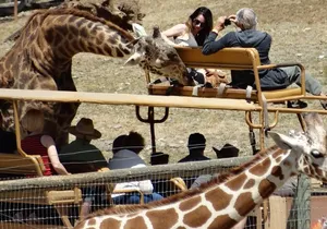 Experience our redwoods and wild Safari outdoor adventure