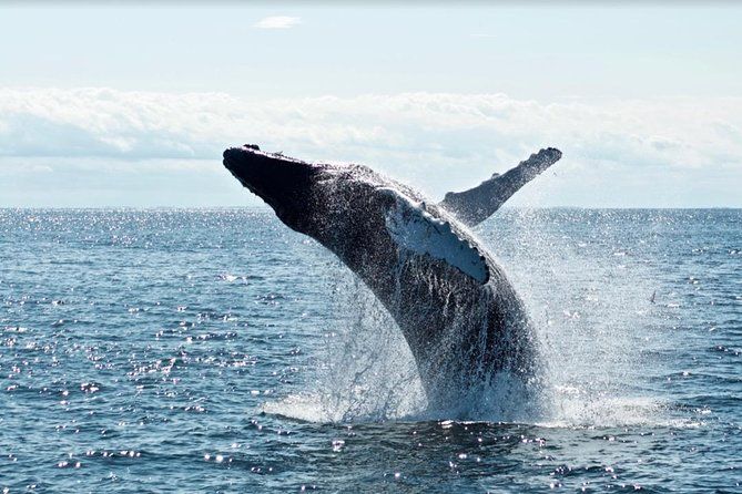 Waikiki 2 Hour Whale Watching with Guaranteed Sightings on Oahu