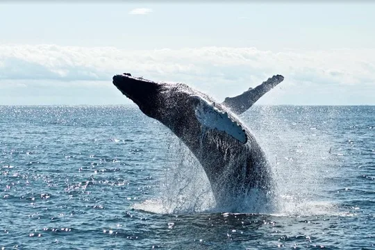 Waikiki 2 Hour Whale Watching with Guaranteed Sightings on Oahu