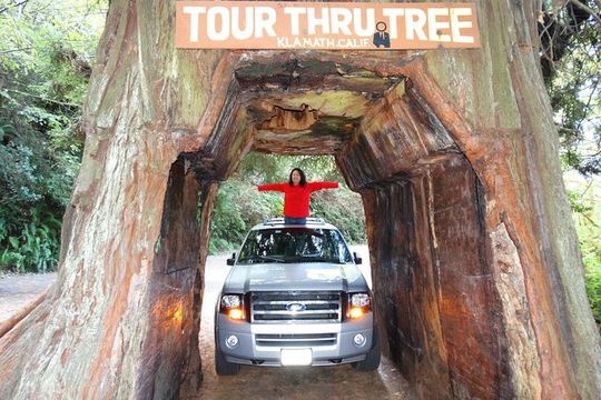 Private Avenue of the Giants Redwoods Day Trip from San Francisco