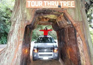 Private Avenue of the Giants Redwoods Day Trip from San Francisco