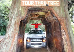 Private Avenue of the Giants Redwoods Day Trip from San Francisco