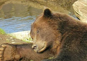 Sitka Sightseeing Tour including Fortress of the Bear and Totem Poles