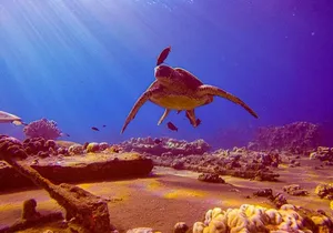 South Maui Shore Dive