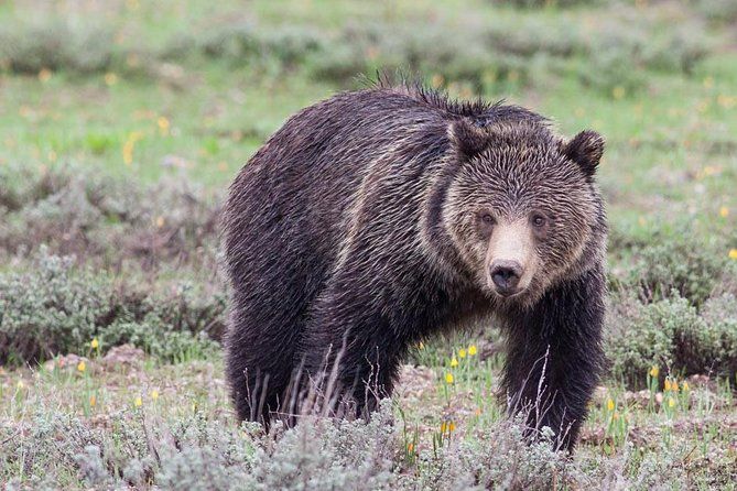 Half-Day Wildlife Safari Tour in Grand Teton National Park