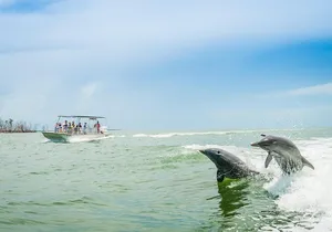 Marco Island Dolphin Sightseeing Tour