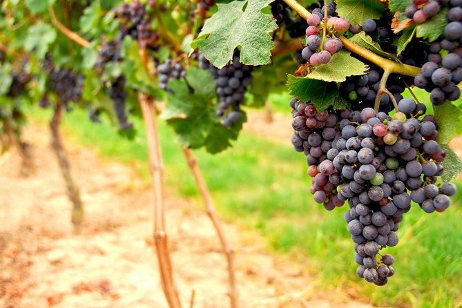 San Francisco Shore Excursion: Napa & Sonoma Full-Day Wine Tour