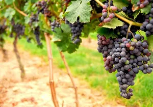 San Francisco Shore Excursion: Napa & Sonoma Full-Day Wine Tour