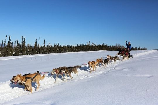 1 hour Winter Dog Sledding in Fairbanks