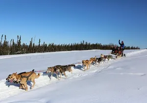 1 hour Winter Dog Sledding in Fairbanks