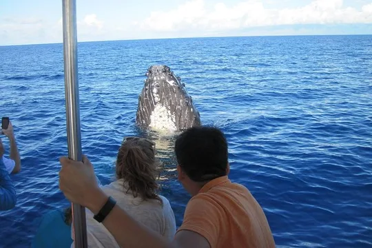 Maui's Best Whale Watch and Super Raft Adventure