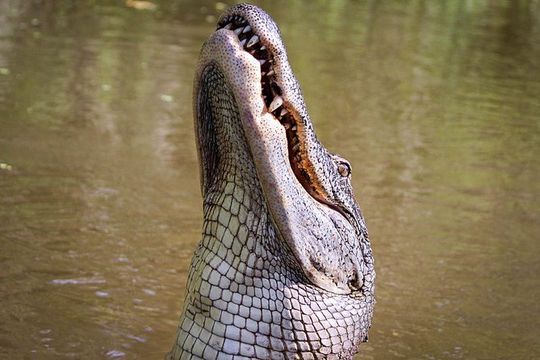 Private Small Airboat Ride with Tranportation from New Orleans