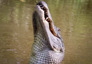 Private Small Airboat Ride with Tranportation from New Orleans