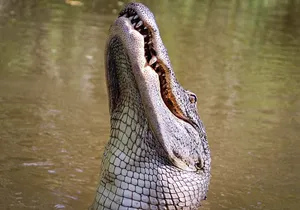 Private Small Airboat Ride with Tranportation from New Orleans