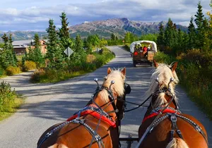 Horse-Drawn Covered Wagon Ride with Backcountry Dining