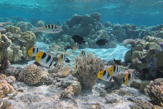 Half day Snorkeling Shared Boat Tour in Bora Bora