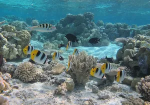 Half day Snorkeling Shared Boat Tour in Bora Bora