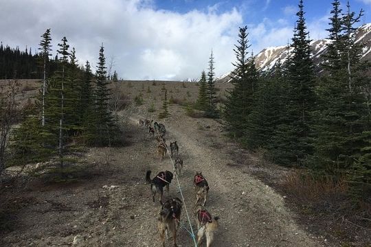 Sled Dog Adventure and Pan for Gold in the Yukon