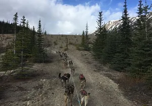 Sled Dog Adventure and Pan for Gold in the Yukon