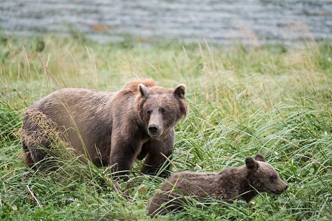 Chilkoot Lake Nature and Wildlife Viewing - 6.5 hrs from Skagway