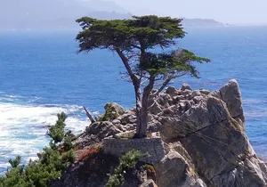 Private Tour to Monterey, Carmel, 17-Mile Drive, Pebble Beach