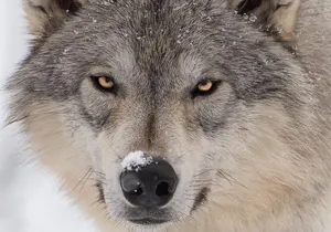 Alaska Wildlife Tour