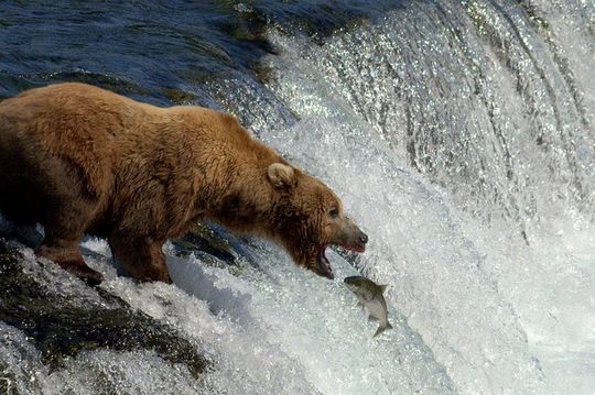 Brooks Falls Katmai Bear Viewing in a Float Plane