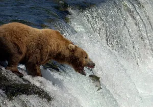 Brooks Falls Katmai Bear Viewing in a Float Plane