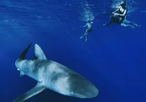 Pelagic Shark Dive Tour