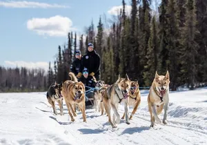 Dog Sledding Adventure in Willow, Alaska