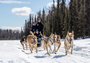 Dog Sledding Adventure in Willow, Alaska