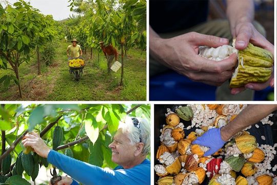 Lahaina: Maui Ku'ia Estate Guided Cacao Farm Tour and Tasting
