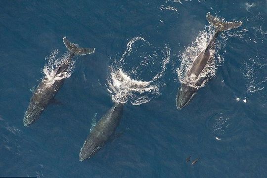 Maui Whale Watching -PRIVATE- Air Tour: (2-5 People): SEE WHALES!