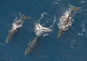 Maui Whale Watching -PRIVATE- Air Tour: (2-5 People): SEE WHALES!