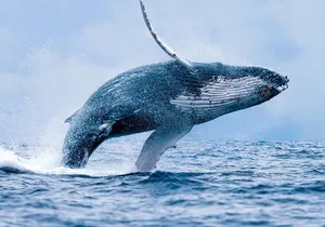 From Ma'alaea Harbor: Whale Watch Cruise Aboard the Malolo