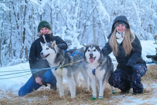 Free Pickup/Drop off: Alaskan Husky Dog Sledding with Free Photo