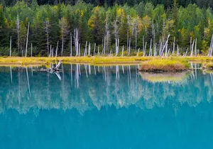 Glacier & Wildlife Discovery Tour