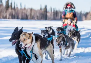 Private Guided Dog Sledding on the Historic Yukon Quest Trail
