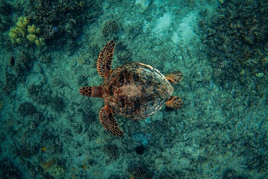 Moana’s VIP Waikiki Turtle Snorkeling Experience on Nalu