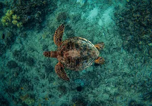 Moana’s VIP Waikiki Turtle Snorkeling Experience on Nalu
