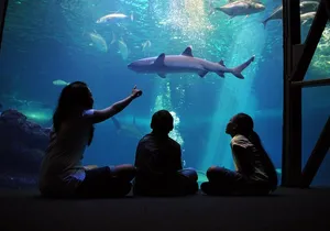 Maui Ocean Center All Day Admission Ticket