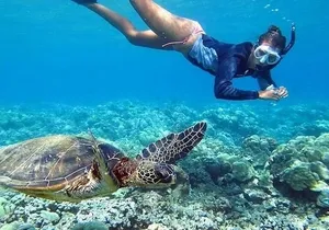 Oahu Circle Island: Snorkel with Turtles & Explore Turtle Beach