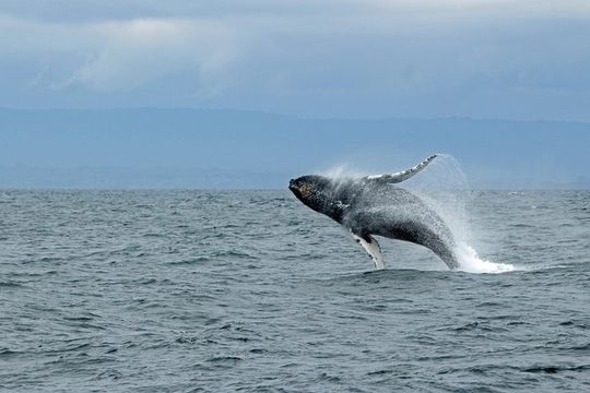 Wildlife Viewing, Sightseeing and Whale Watching Quest