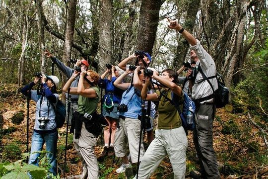 Full-Day Hakalau Forest Reserve Bird Watching Adventure