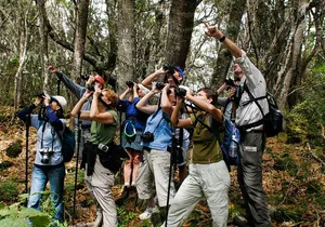 Full-Day Hakalau Forest Reserve Bird Watching Adventure